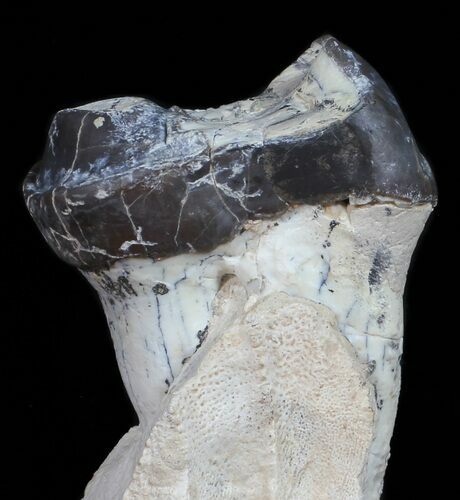 Fossil Brontotherium (Titanothere) Molar - South Dakota #50799